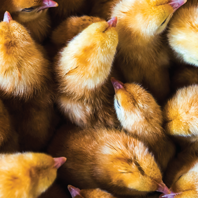 CHICK DAYS