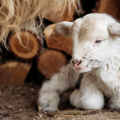 BARNYARD BABIES