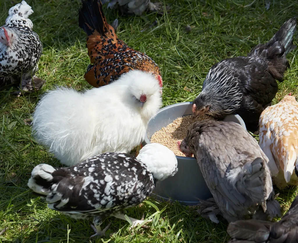 Chickens eating soybean meal in a farmyard as a protein source in poultry feed
