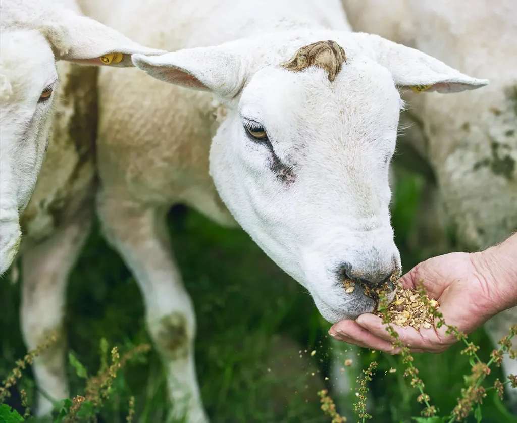 Farmer feeding sheep meat and bone meal feed as a protein source in livestock nutrition