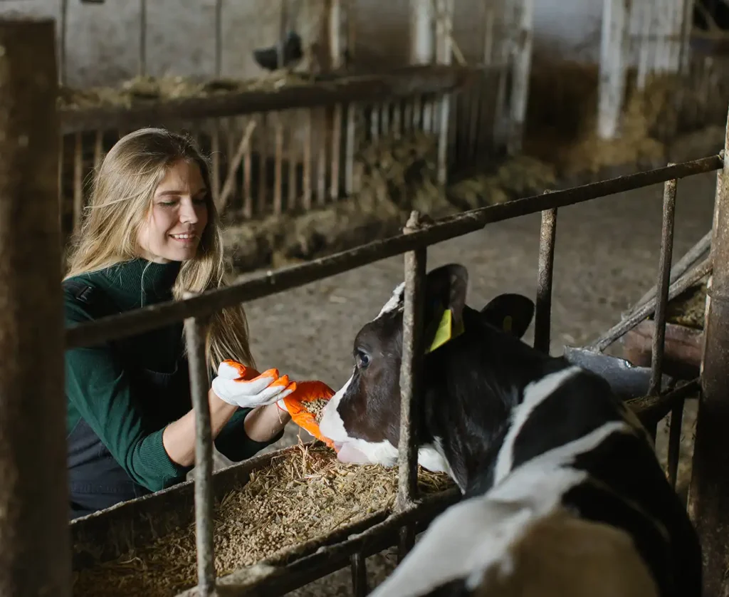 Female farmer hand feeding a calf in cattle stalls at Valley Feed & Supply