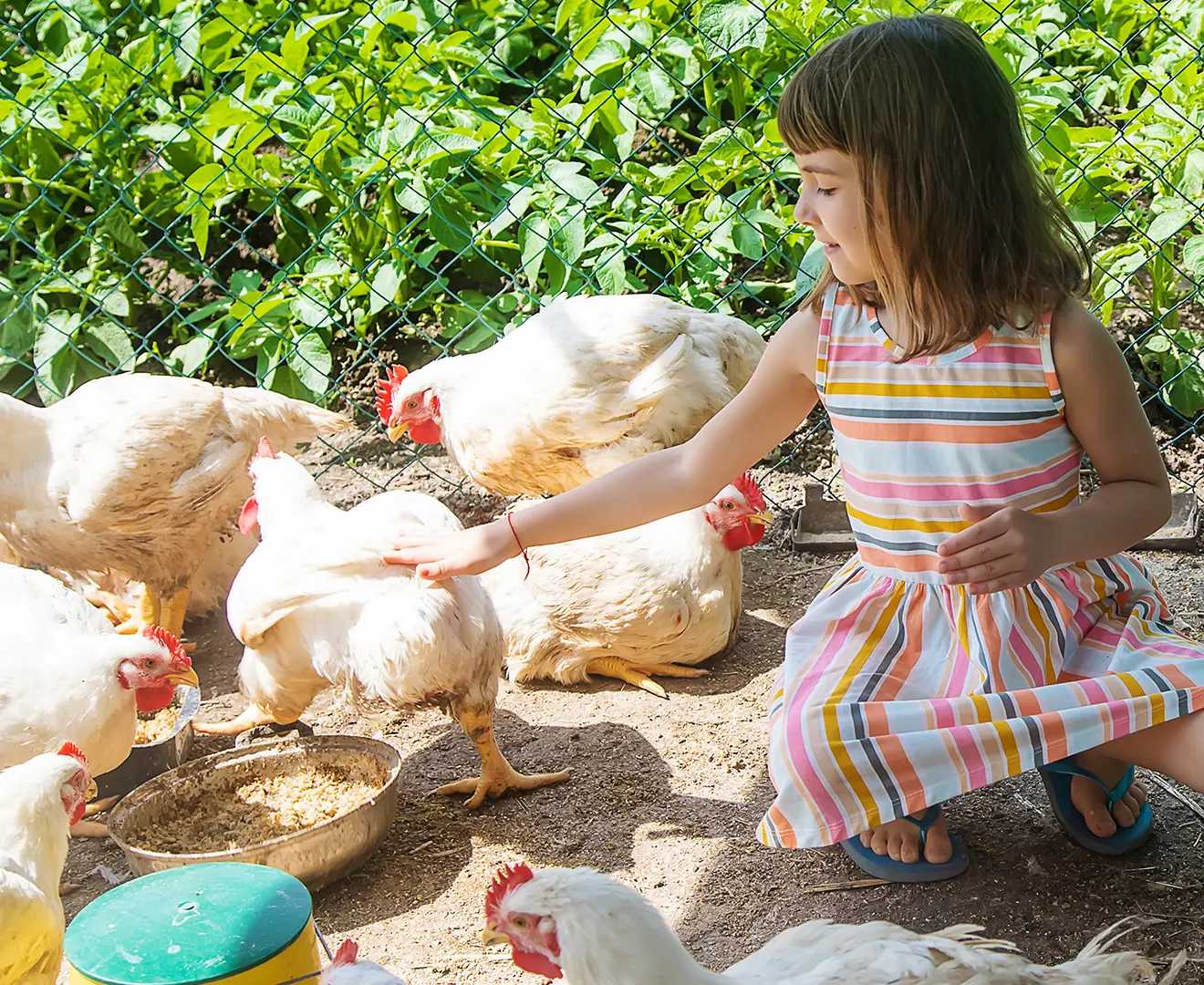 Girl feeding chickens soybean meal in a poultry cage as a protein source in poultry feed