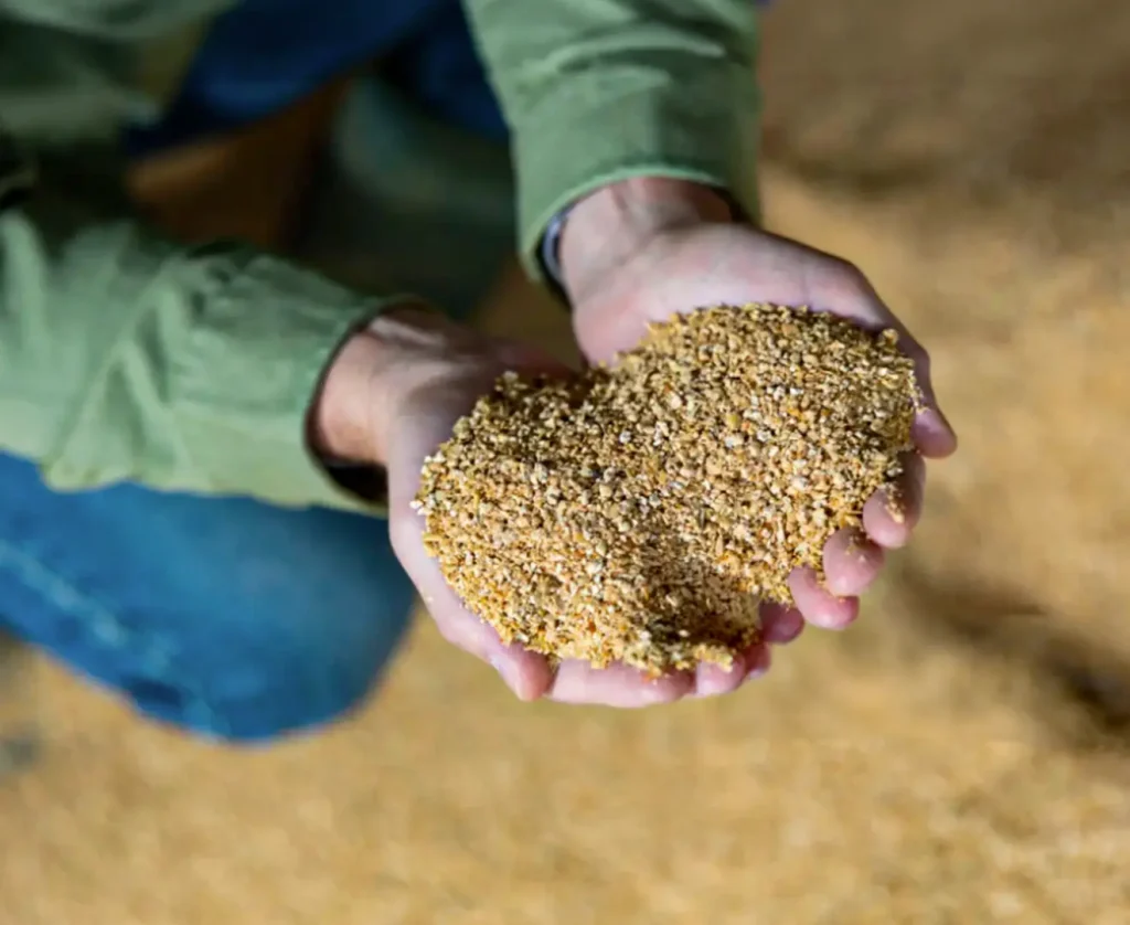 Hands holding soybean meal feed as a protein source for livestock nutrition