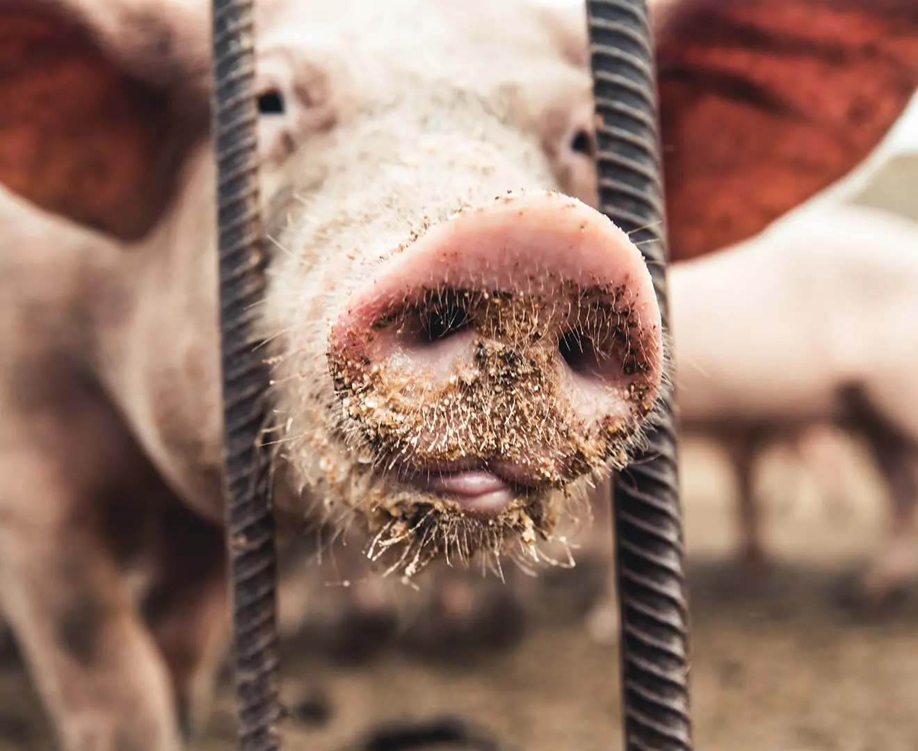 Pig putting its snout through a rebar pen fence in a farm pen