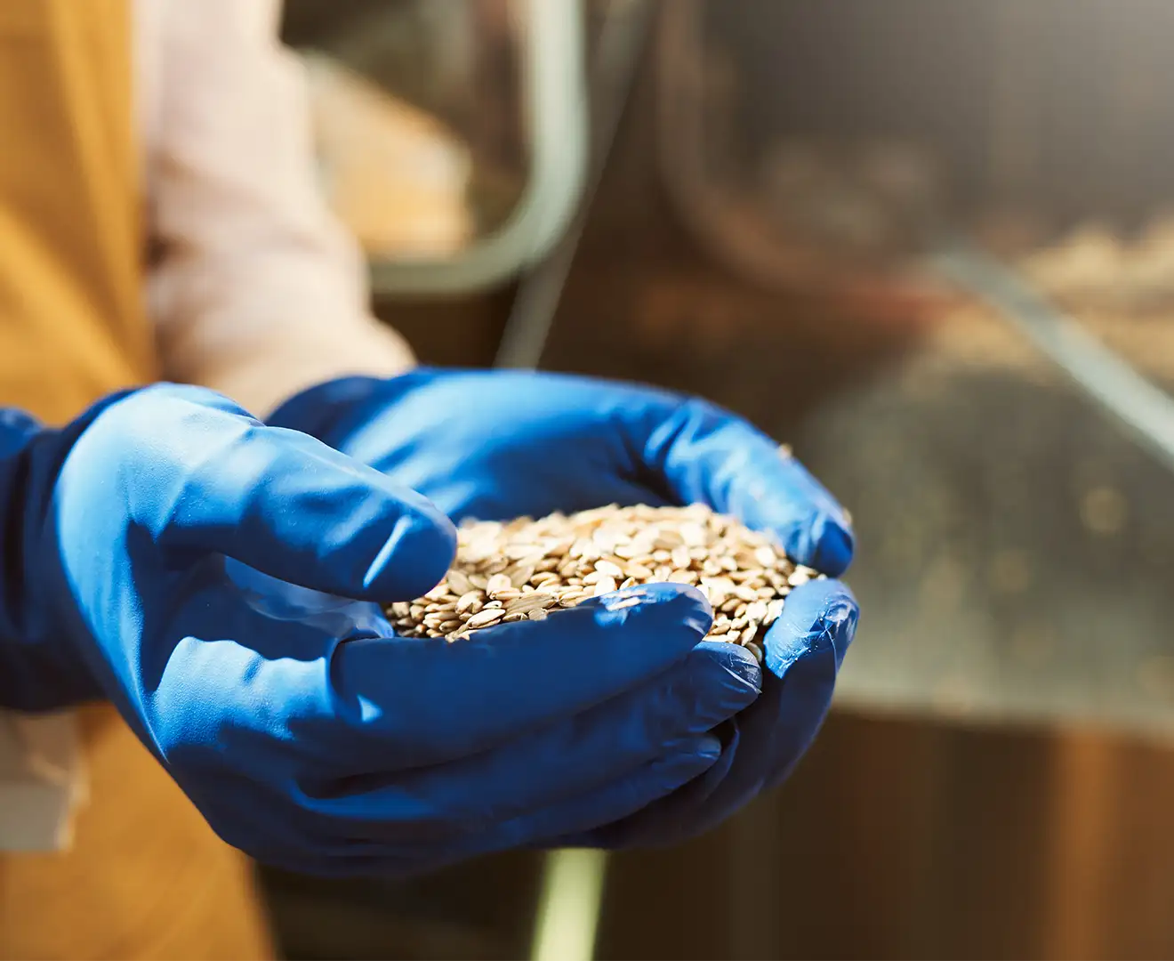Farmer wearing blue rubber gloves holding oat feed while creating livestock feed formulations at Valley Feed & Supply