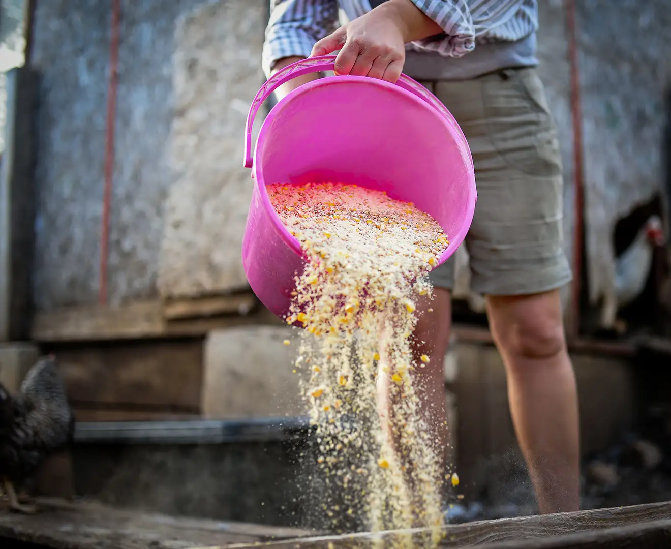 Female farmer feeding chickens bio-organic feed at Valley Feed & Supply