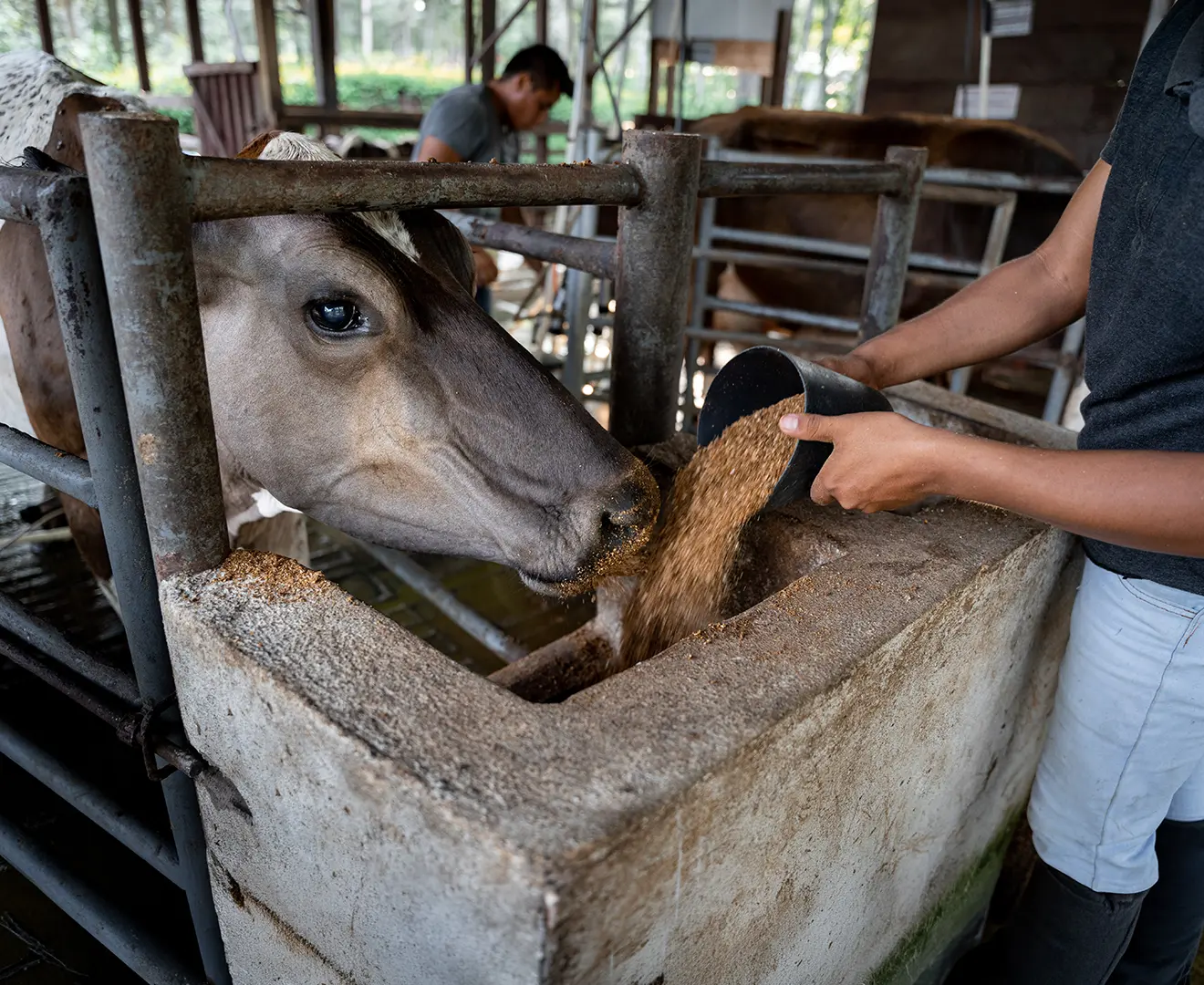 Farmer feeding a cow up close with livestock feed at Valley Feed & Supply