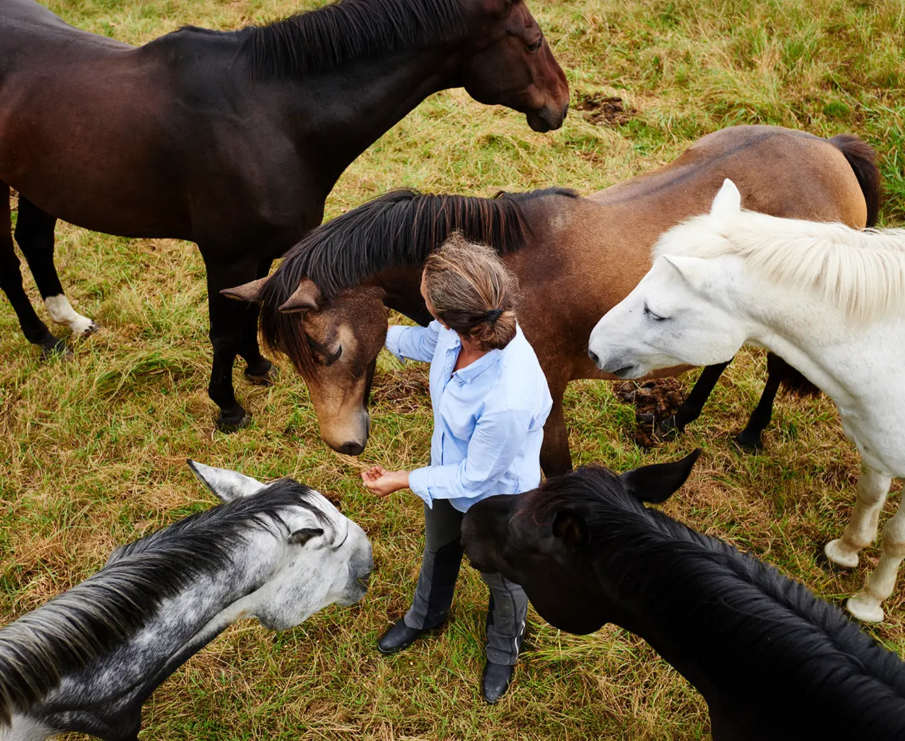 Overhead view of a woman standing with five horses in a pasture at Valley Feed & Supply