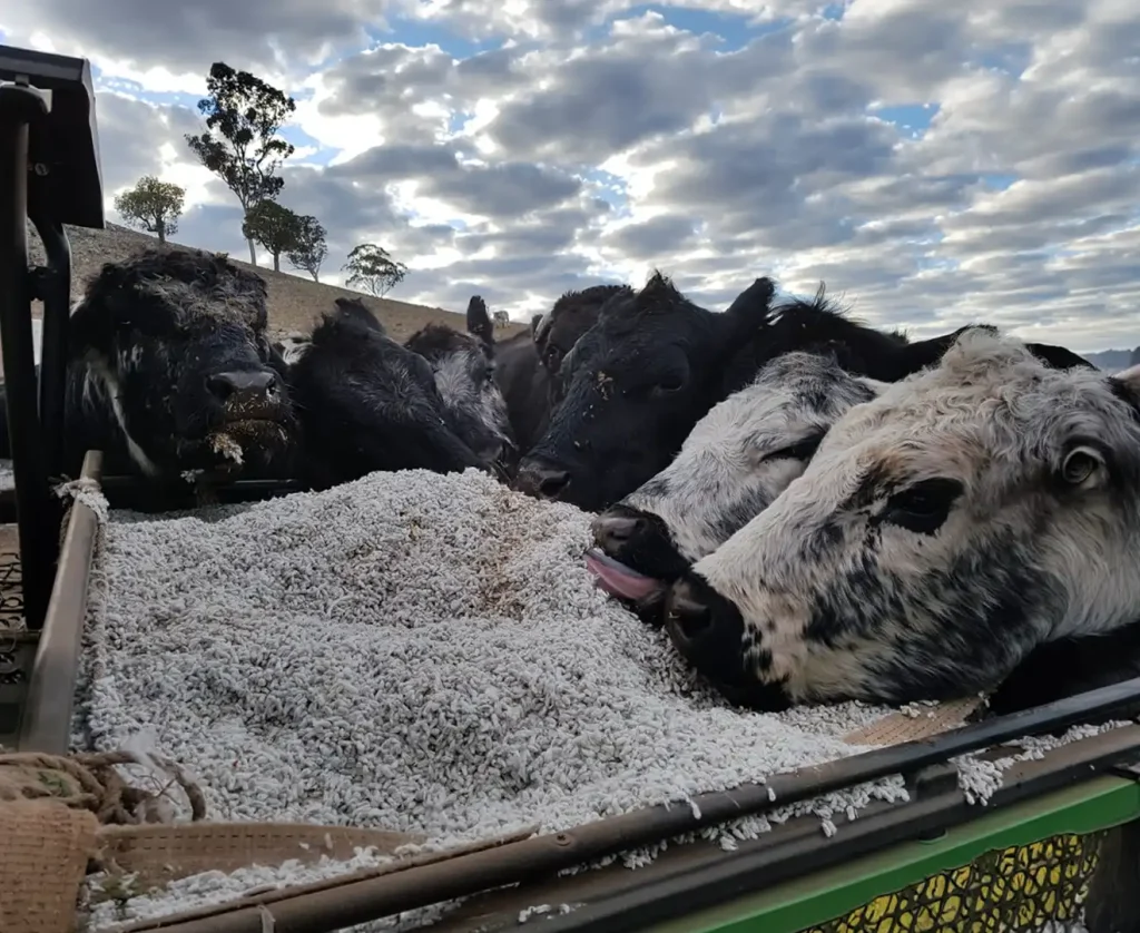 Cows eating cottonseed from a feed grate on a farm under blue skies at Valley Feed & Supply