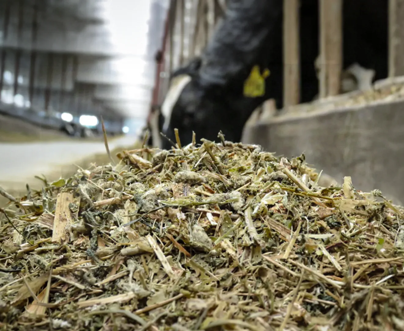 Cows eating feed containing cotton while standing in cattle stalls at Valley Feed & Supply