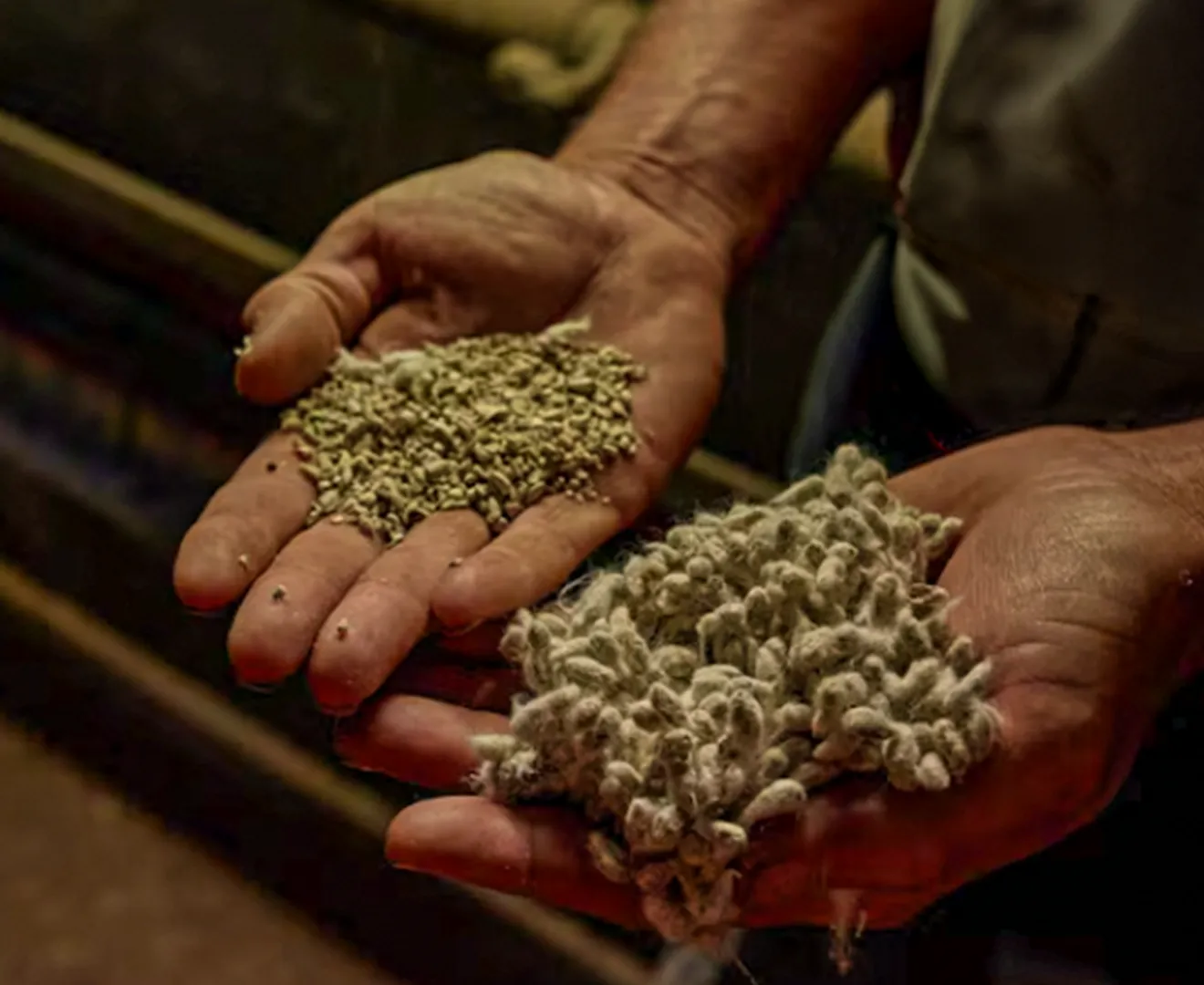 Hands showing cotton before and after it is processed into animal feed at Valley Feed & Supply